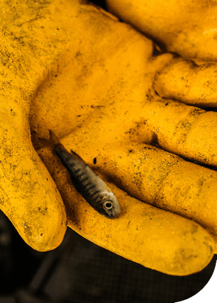 Coho smolt CWT project, Lower Stikine River - By Kerry Carlick.