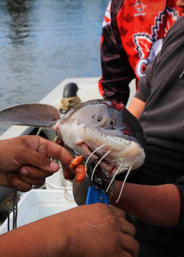 Impacts on fish stocks and habitats have affected First Nations