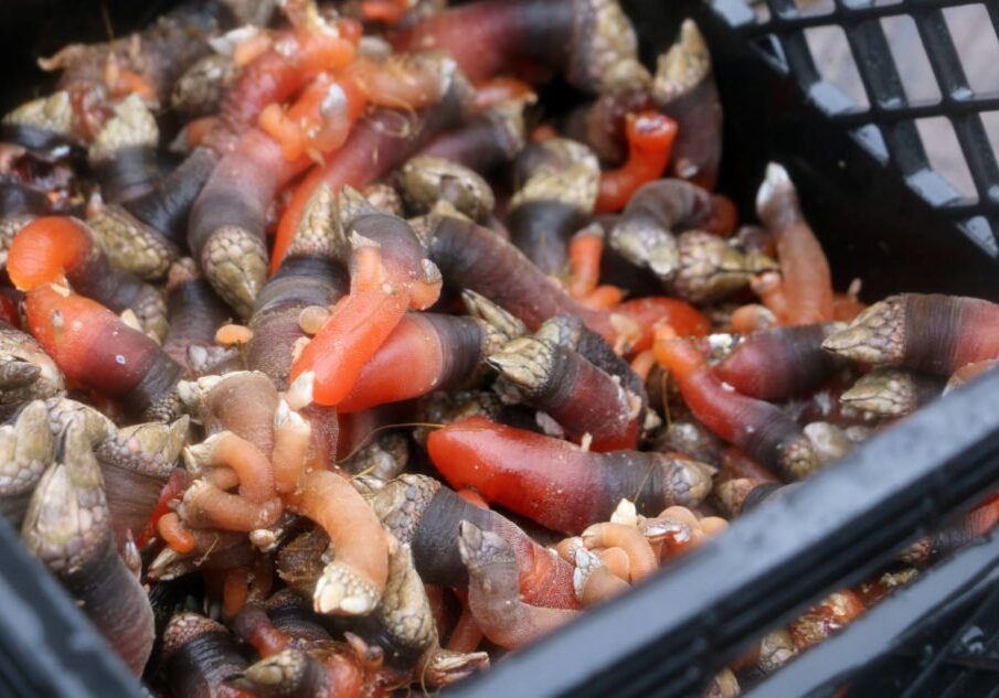 04 - economic coordinating committee - gooseneck barnacles