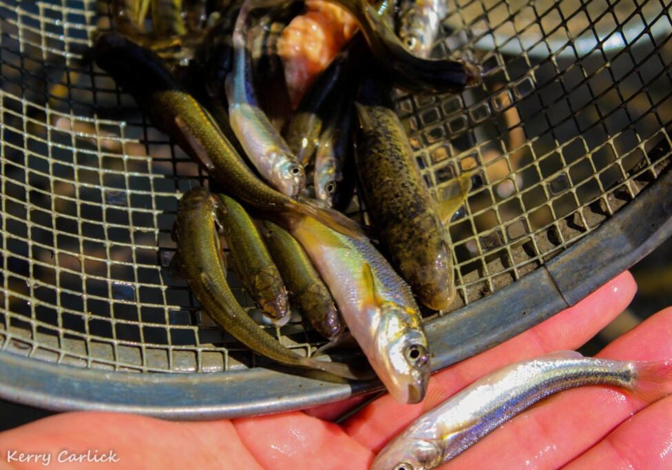 12 First Nations and Fisheries Management - k carlick