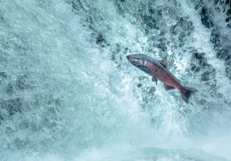 15-pacific-salmon-initiative