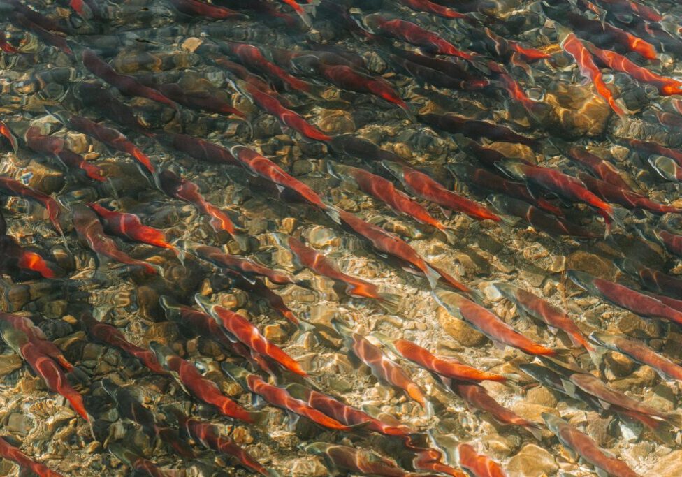 SalmonResiliencyFundProgram_Page