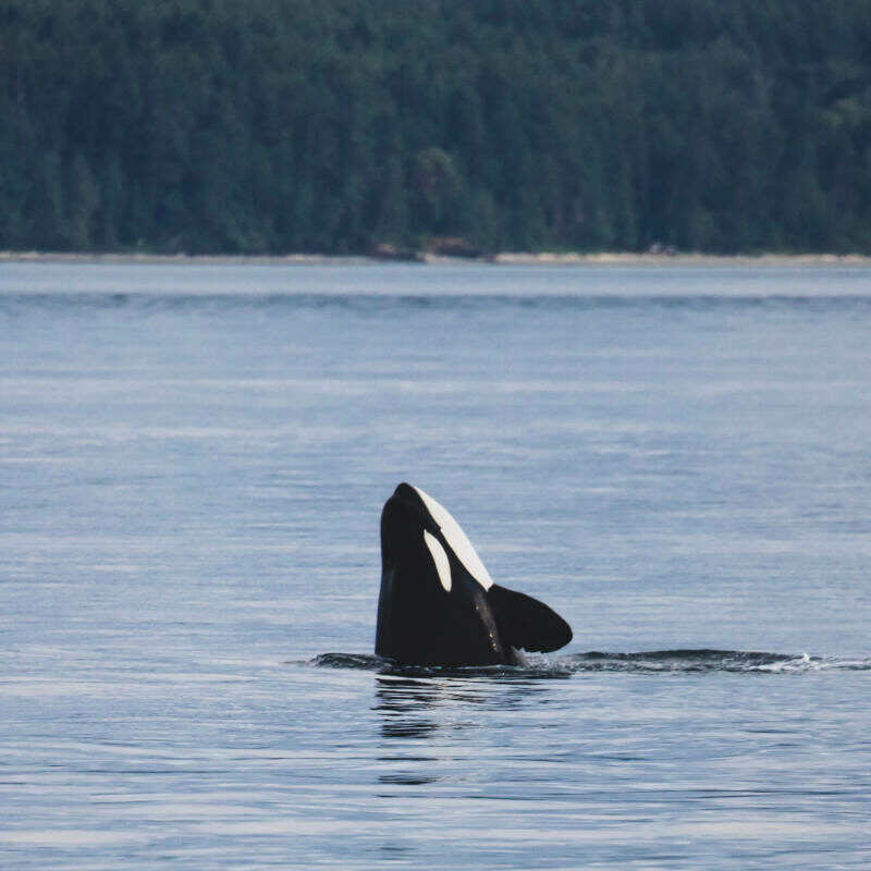 Orca's head popping out of the ocean