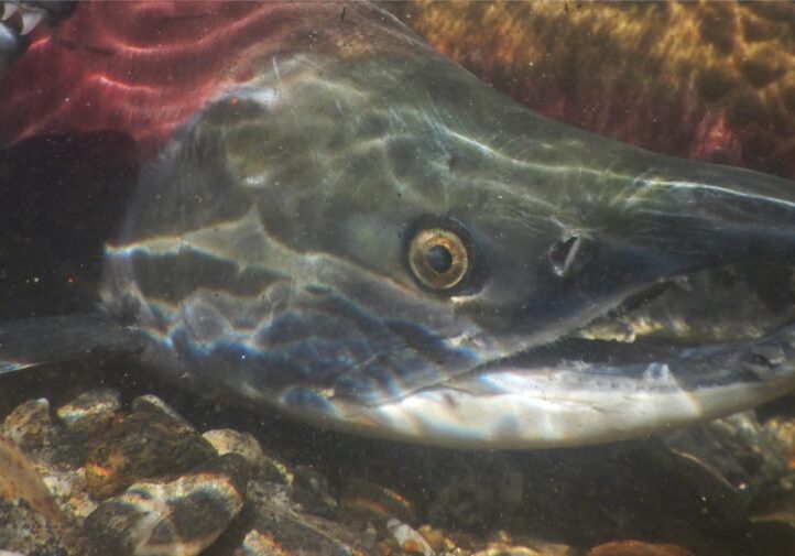 salmon-allocation-policy