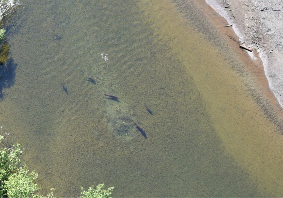 shamus curtis - Chinook spawning in Willow River